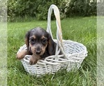 Small #2 Dachshund
