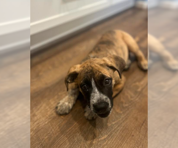 Medium Photo #2 Boxer-Unknown Mix Puppy For Sale in San Diego, CA, USA