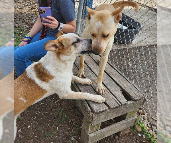 Medium Photo #4 Mutt Puppy For Sale in Rockaway, NJ, USA
