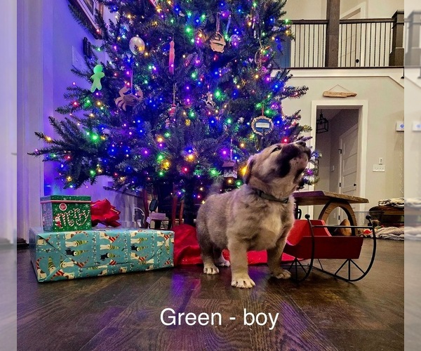 Medium Photo #2 Anatolian Shepherd Puppy For Sale in GERMANTON, NC, USA