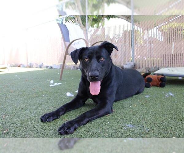Medium Photo #3 Labrador Retriever-Unknown Mix Puppy For Sale in Chula Vista, CA, USA
