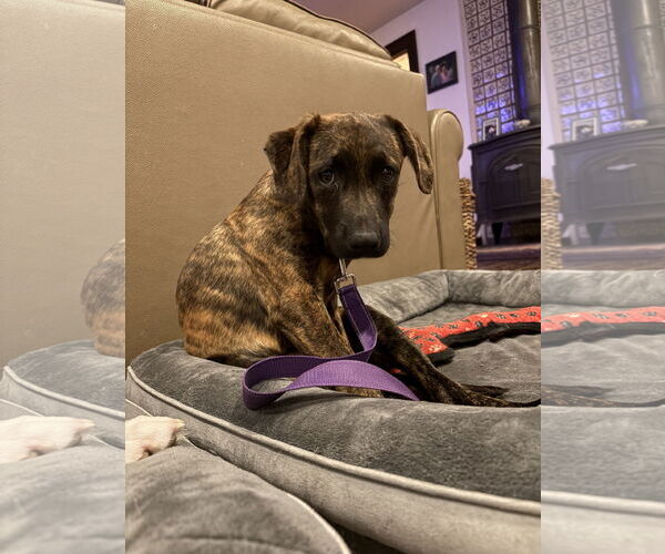 Medium Photo #7 Boxador Puppy For Sale in Woodbury, NY, USA