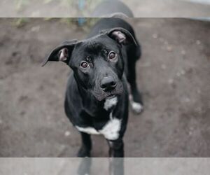 American Staffordshire Terrier-Unknown Mix Dogs for adoption in Longview, WA, USA