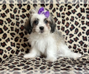 Zuchon Puppy for sale in LAKELAND, FL, USA