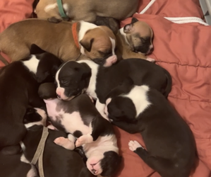 Bullboxer Pit-Unknown Mix Puppy for sale in NORTH LAS VEGAS, NV, USA