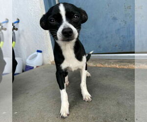 Chihuahua-Unknown Mix Dogs for adoption in Canton, CT, USA
