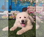 Small #3 Great Pyrenees