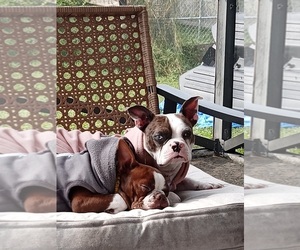 Mother of the Boston Terrier puppies born on 04/27/2025