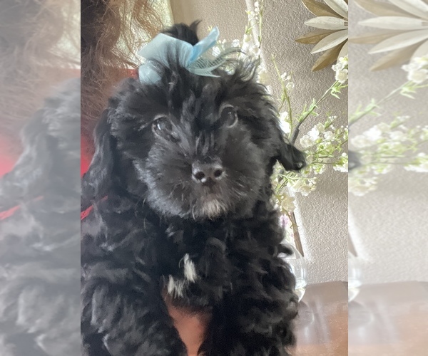 Medium Photo #3 Poodle (Toy)-Yorkshire Terrier Mix Puppy For Sale in SARASOTA, FL, USA