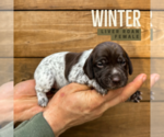 Puppy Winter German Shorthaired Pointer
