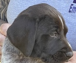 Small Photo #11 German Shorthaired Pointer Puppy For Sale in DALLAS, OR, USA