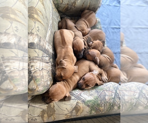 Medium Photo #27 Rhodesian Ridgeback Puppy For Sale in GARRETSON, SD, USA