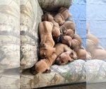 Small #26 Rhodesian Ridgeback