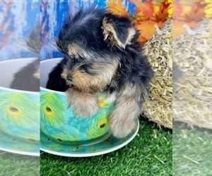 Morkie Puppy for sale in CASSVILLE, MO, USA