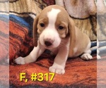 Litter of 7 - Male(s) and Female(s) Bagle HoundLitter of Puppies for Sale - Photo #14