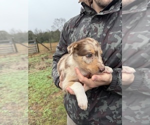 Medium Border Collie-Texas Heeler Mix