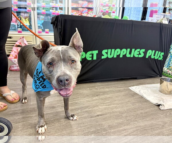 Medium Photo #9 American Pit Bull Terrier Puppy For Sale in Techny, IL, USA