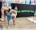 Small Photo #9 American Pit Bull Terrier Puppy For Sale in Techny, IL, USA