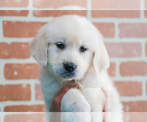 English Cream Golden Retriever Puppy for sale in SYRACUSE, IN, USA