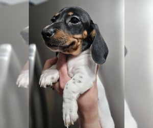 Dachshund Puppy for sale in OTTO, NC, USA