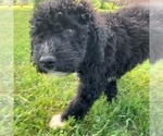 Small Photo #14 Portuguese Water Dog Puppy For Sale in LAKEVIEW, MI, USA