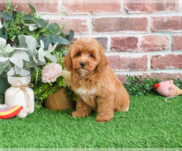 Medium Photo #18 Goldendoodle mix (+ Poodle Miniature) Puppy For Sale in SYRACUSE, IN, USA