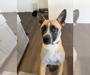 American Pit Bull Terrier-Unknown Mix Dogs for adoption in Holly Springs, NC, USA