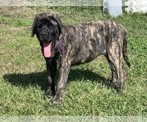 Mastiff Puppy for sale in CHAUVIN, LA, USA