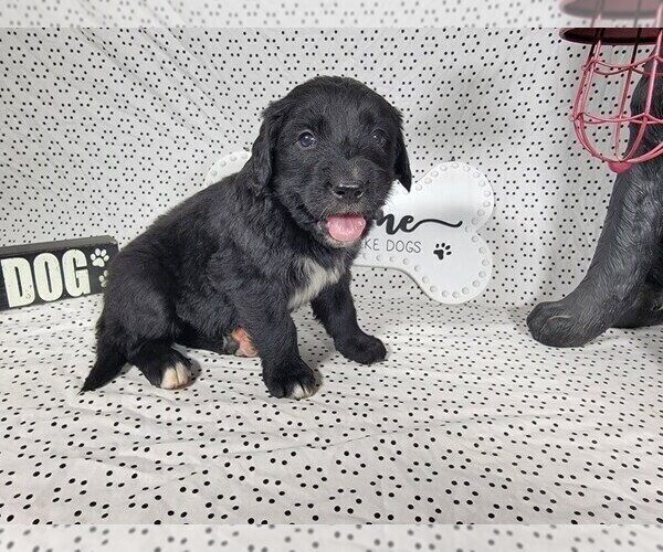 Medium Photo #27 Golden Mountain Dog Puppy For Sale in BLACK FOREST, CO, USA