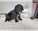 Small #4 Golden Mountain Dog