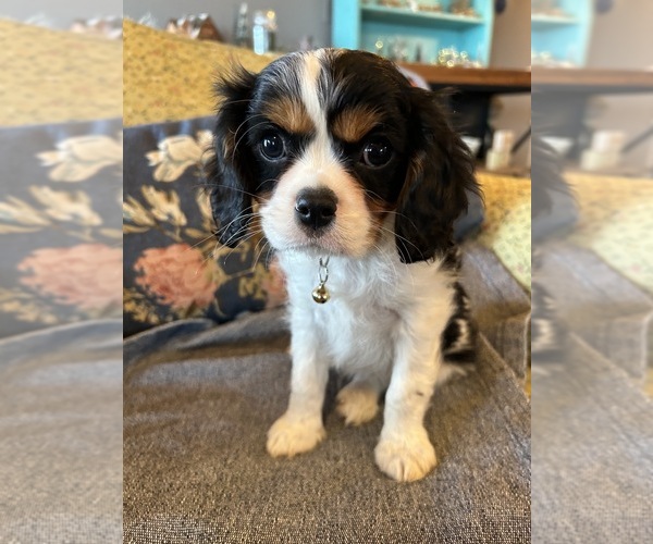 Medium Photo #5 Cavalier King Charles Spaniel Puppy For Sale in LAWRENCE, MI, USA