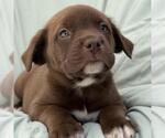 Small #3 Labrador Retriever Mix