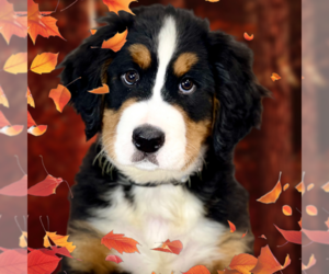 Bernese Mountain Dog Puppy for sale in DUNDEE, OH, USA