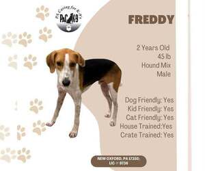 Mutt Dogs for adoption in New Oxford , PA, USA