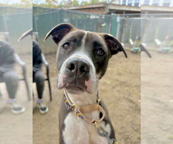 Medium Photo #21 Beagle-Unknown Mix Puppy For Sale in Brewster, NY, USA