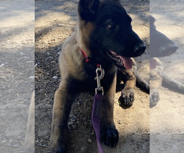 Medium Photo #1 Mutt Puppy For Sale in Imlay City, MI, USA