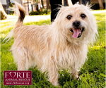 Small Photo #4 Cairn Terrier-Tibetan Spaniel Mix Puppy For Sale in Marina del Rey, CA, USA
