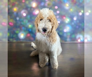 Goldendoodle-Poodle (Standard) Mix Puppy for sale in SAINT CLOUD, MN, USA