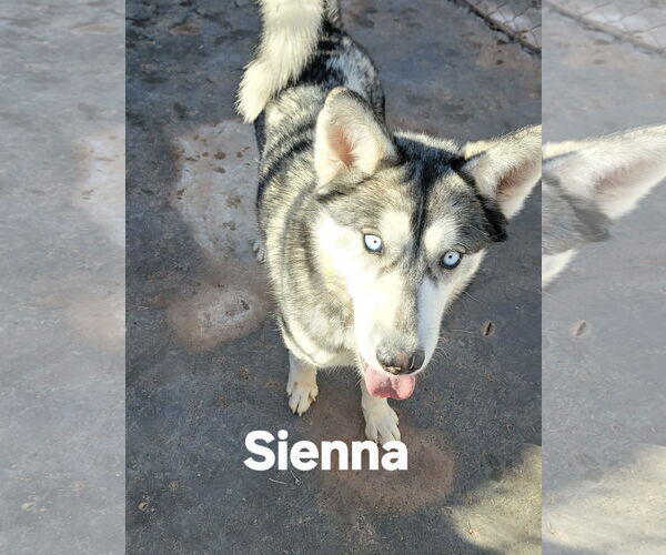 Medium Photo #1 Siberian Husky Puppy For Sale in Cedar Crest, NM, USA