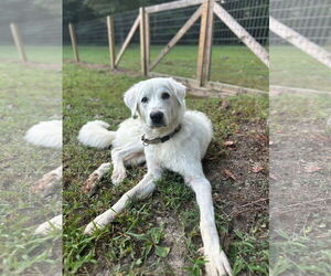 Winter - in New England - Male Great Pyrenees-Unknown Mix Dog for Adoption - Photo #3