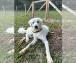 Small #2 Great Pyrenees Mix