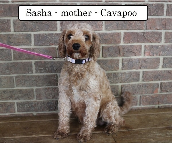 Medium Photo #1 Cavapoo Puppy For Sale in CLARKRANGE, TN, USA