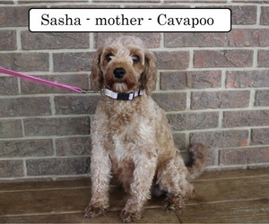 Mother of the Cavapoo puppies born on 03/20/2025