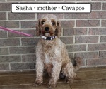 Small Photo #1 Cavapoo Puppy For Sale in CLARKRANGE, TN, USA