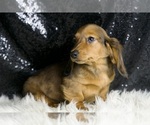 Small #2 Dachshund