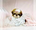 Small #13 Shih Tzu