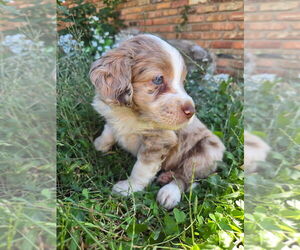 Cotralian Puppy for Sale in DECATUR, Illinois USA