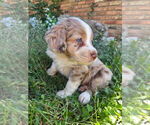Boys - Male Cotralian Puppy for Sale - Small photo