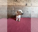 Small #2 Dachshund