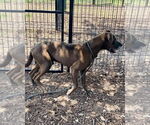 Small #6 Great Dane Mix